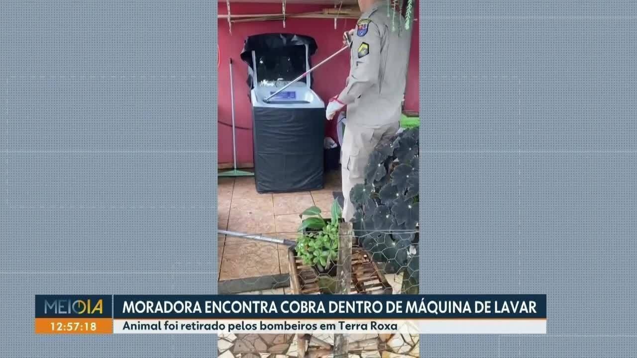 Oeste do Paraná: Incidente com Cascavel em Máquina de Lavar Expõe Vulnerabilidades e Urgência na Convivência Urbano-Silvestre