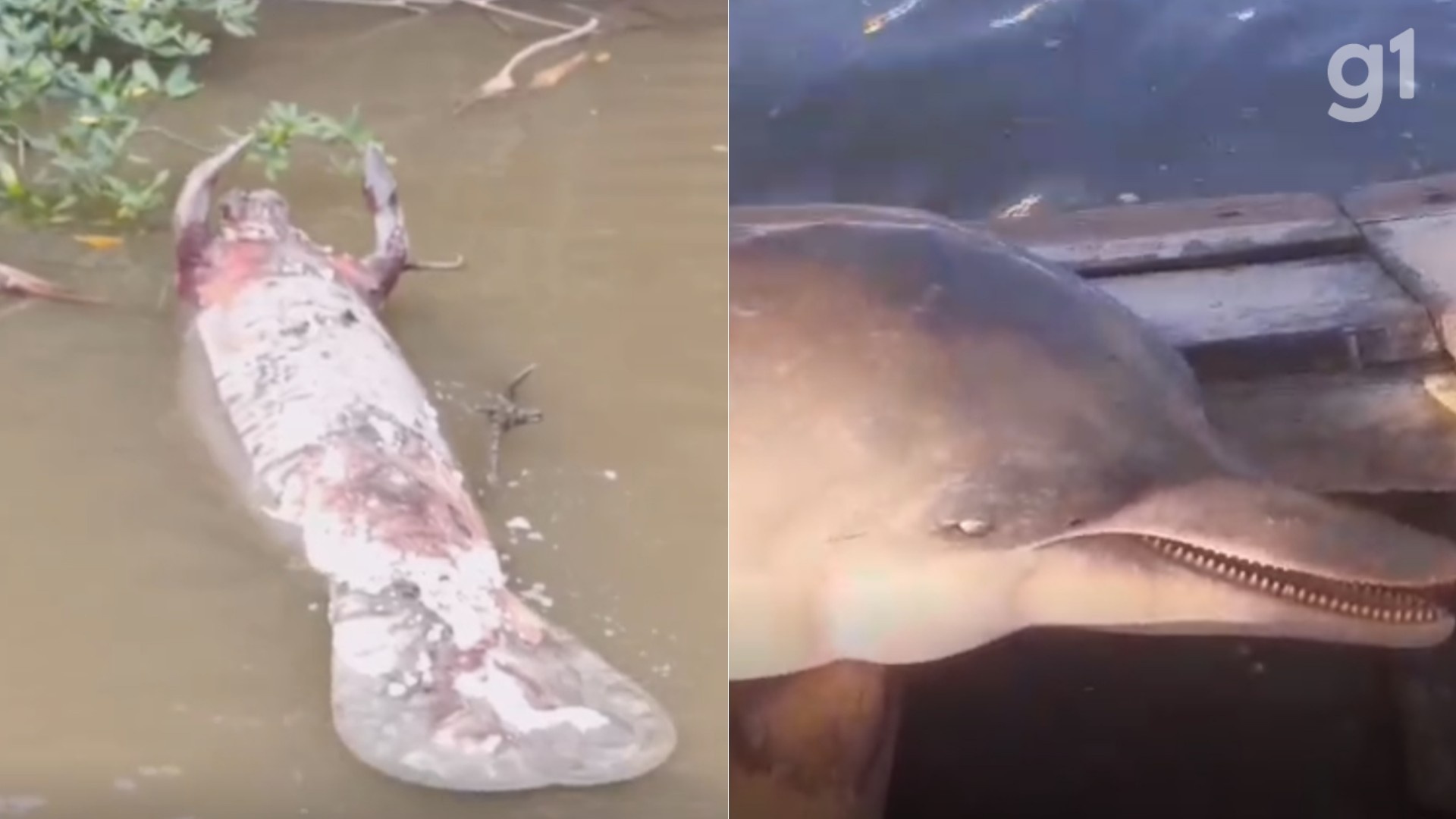 Maranhão: Mortes de Peixe-Boi e Boto-Cinza em Icatu Revelam Crise Socioambiental Profunda
