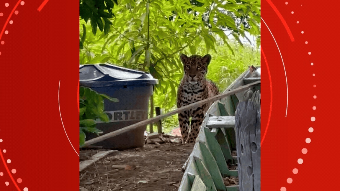 Cáceres e o Desafio da Coexistência: Encontro com Onça Ilumina a Dinâmica Humano-Natureza no Pantanal