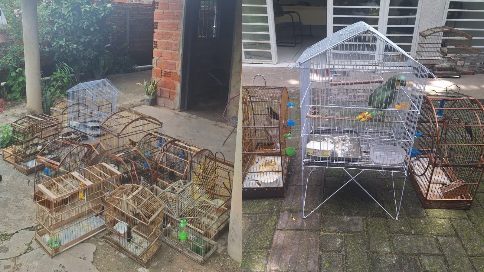 Operação em Teresina Resgata Aves Silvestres e Escancara Desafios da Biodiversidade Regional