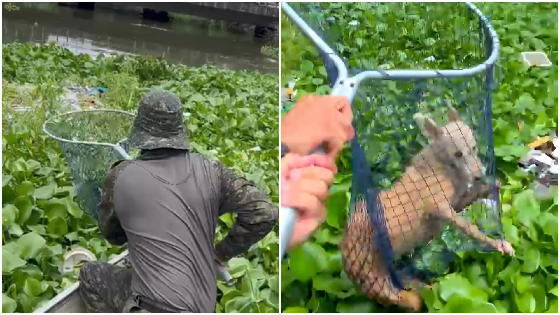 Resgate Canino no Cocó Revela Desafios Urgentes de Saúde Pública e Meio Ambiente em Fortaleza