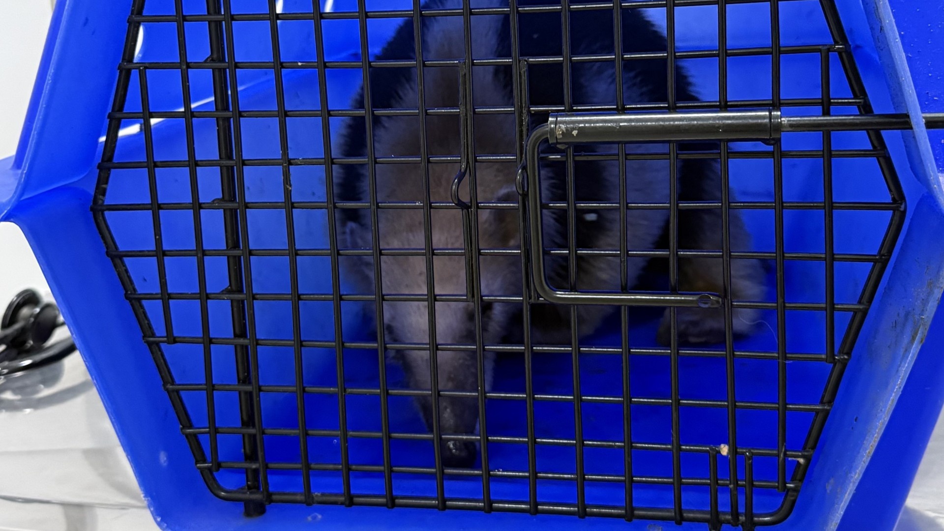 Tamanduá Eletrocutado em Campo Bom: Reflexo da Tensão entre Urbanização e Vida Silvestre no RS