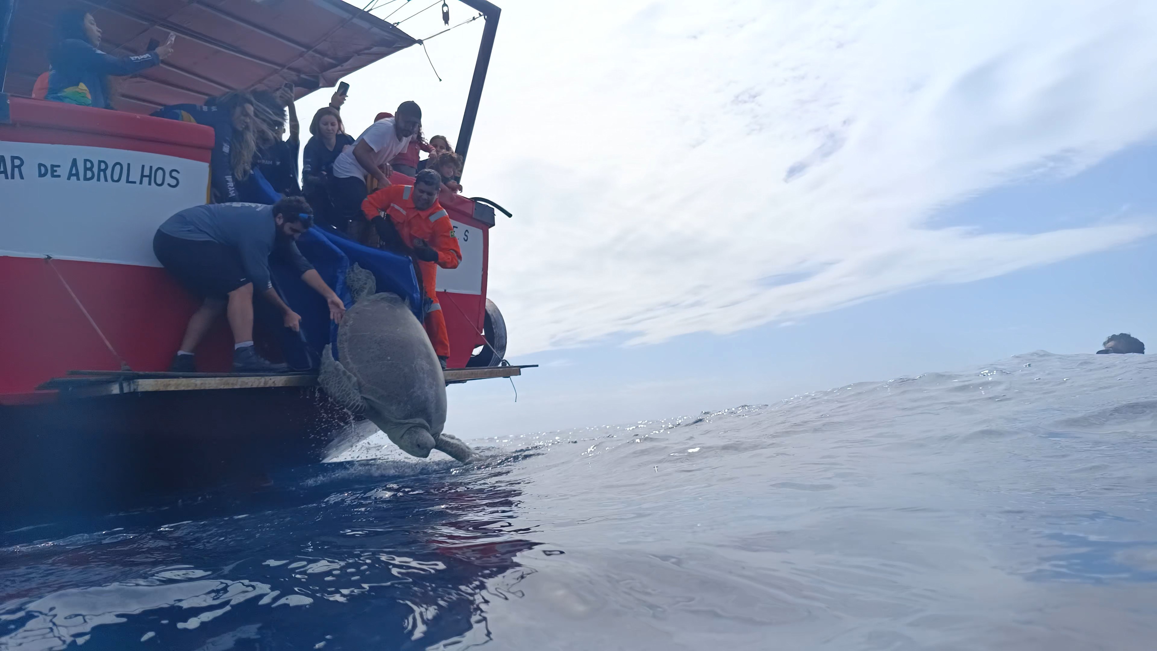 Além do Resgate: A Tartaruga de 200kg no ES e os Desafios Estruturais da Biodiversidade Marinha