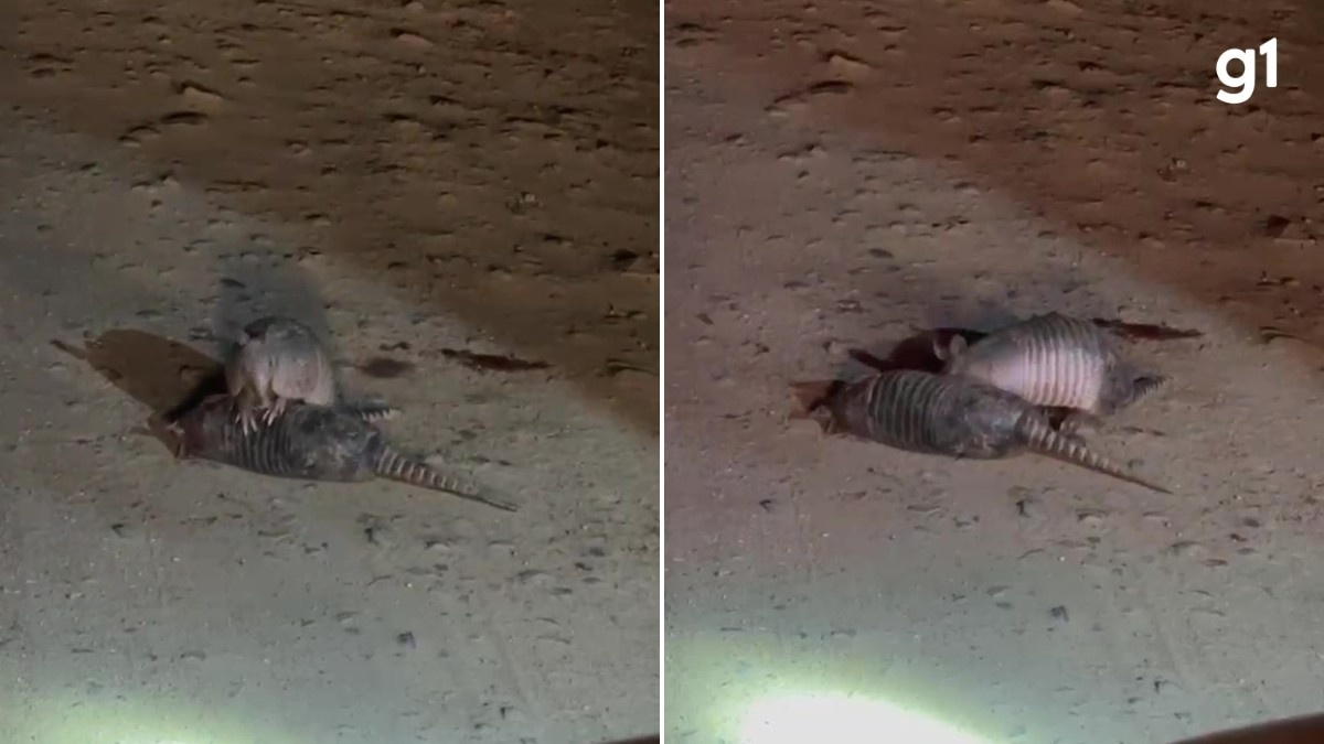 Além da Dor Individual: O Alerta Silencioso da Biodiversidade Gaúcha nas Estradas