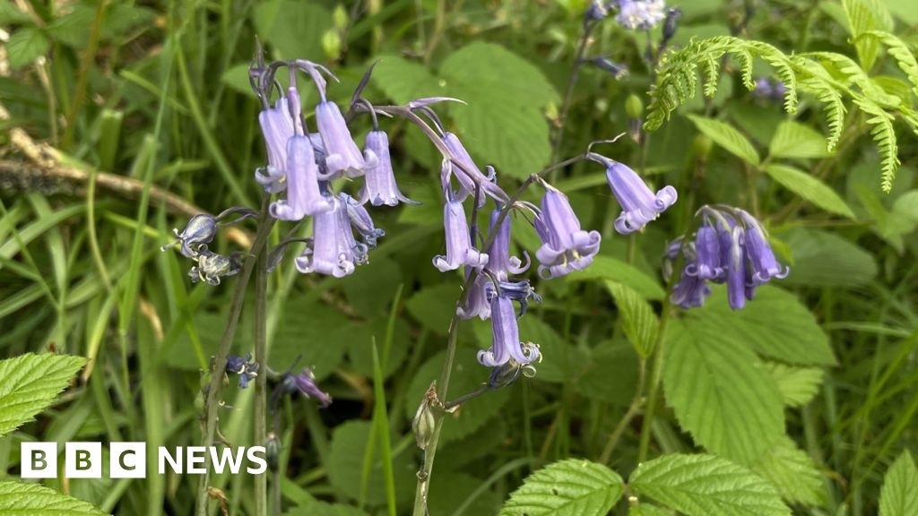 Ecossistemas Fragmentados: O Alerta Silencioso das Campainhas Azuis Britânicas
