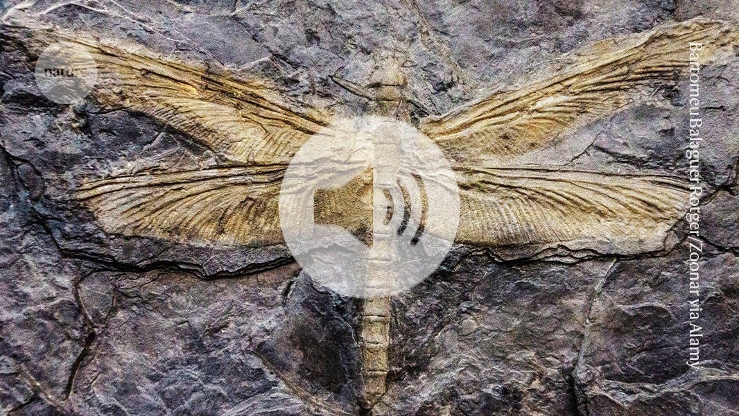 Desvendando o Limite: Nova Pesquisa Desafia Teoria Sobre o Tamanho dos Insetos