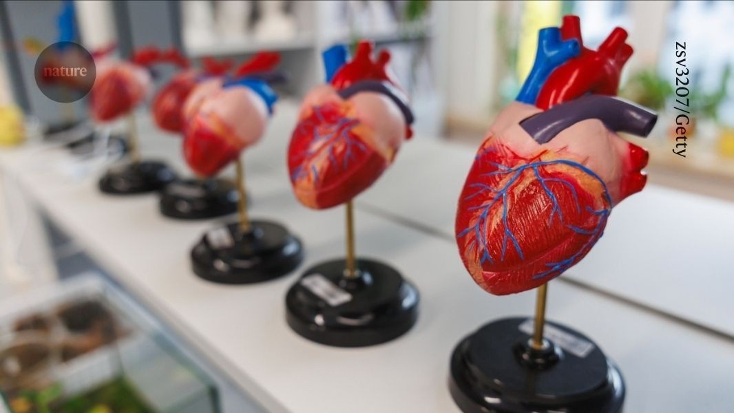 A Batida Implacável: Como o Coração se Protege do Câncer e Redefine a Luta Oncológica