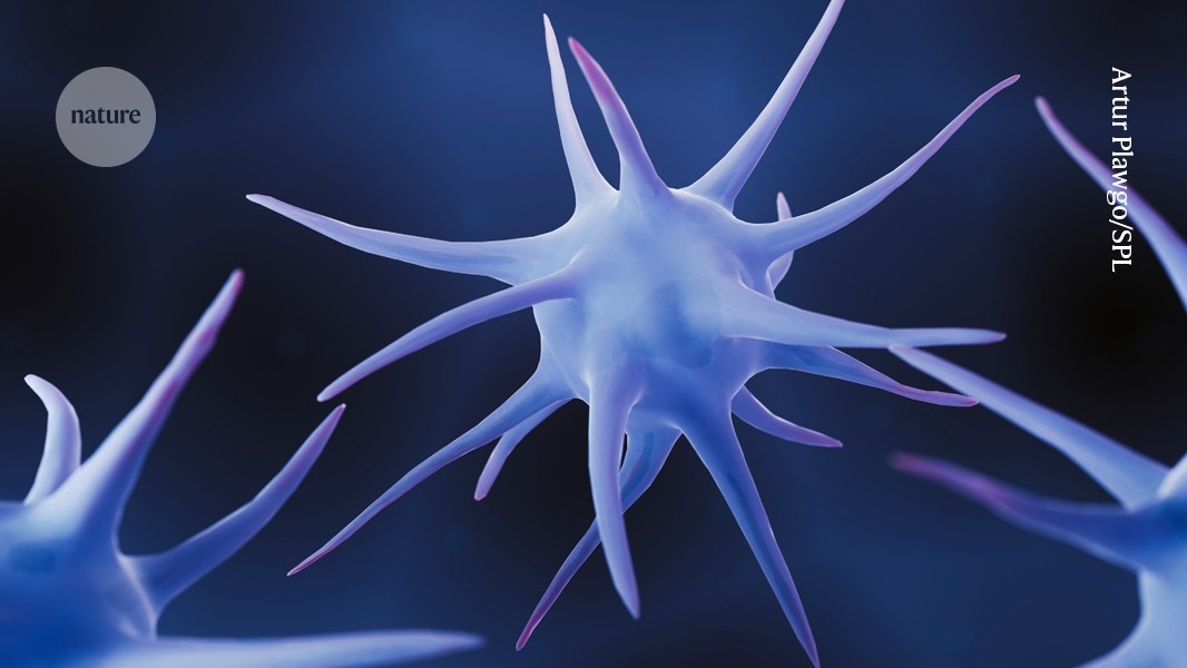 Desvendado Mecanismo Metabólico que Enfrapa a Imunidade Anticâncer